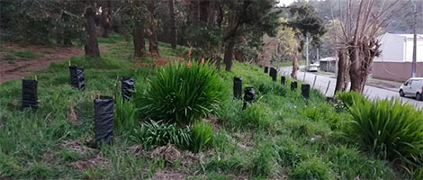CAP Acero inició plan de reforestación en cerro de Talcahuano
