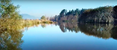Humedales en CAP Acero, un espacio protegido para la biodiversidad