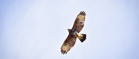 Peucos encuentran refugio en los humedales de Huachipato